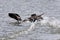 Three Canadian geese fighting in the water