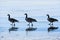 Three Canadian Geese Skating on Ice