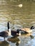 Three Canadian geese standing in water