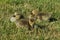 Three canadian goose chicks with closed eyes sit in the grass and sunbathe