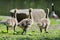 Three Canadian Goose Goslings, Branta canadensis maxima, Walk in a Park