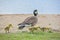 Three Canadian Goose Goslings with Mother Goose