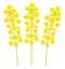 Three canola flowers - springtime design elements