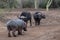 Three Cape Buffalo bulls staring down a hippo in Africa