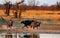 Three Cape Buffalo chasing each other next to a waterhole with golden sunlight