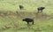 Three cape Buffalos in grassy back