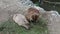 Three Capybaras eating the grass