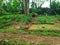 three capybaras eating their lunch