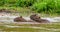 Three capybaras floating on the river.