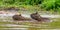 Three capybaras floating on the river.