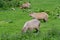 Three capybaras grazing on short grass