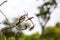 Three Carmine Bee Eaters