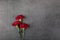 Three carnation flowers on a dark background. Greeting card.