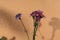 Three carnations - Dark purple, violet and peach pink isolated on light taupe background