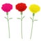 Three carnations. Isolated vector image on a white background.