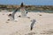 Three Carribean Laughing Gulls in Flight Over Baby Beach