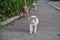 three cats follow each other on the asphalt