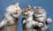 Three cats on glass table bottom view licking treats