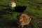 Three cats lying on green grass. Stray cats outdoors. Animals, animals day concept.