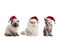 Three cats in red Santa Claus hats isolated on a white background. Ragdoll, persian and sphynx breed of cats in santa