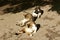 Three cats simultaneously lick belly