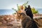 Three cats sit on a stone fence on the seashore. Focus on the black cat. Pets at the seaside resort, looking into the distance