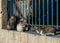 Three cats sit on the wall for sunbathe