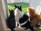 Three cats sitting together on a window sill looking out the window into the backyard.