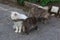 Three cats in the street on the gray asphalt