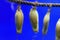 Three catshark eggs in an aquarium