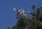 Three Cattle Egrets (Bubulcus ibis) perching on a tree