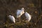 Three Cattle egrets in Kruger National park