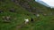 Three cautious goats walking down a mountainside path near rocky boulders and green grass on a cloudy gray summer day in Norway