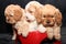 Three Cavoodle puppies red bowl