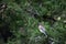 Three Cedar Waxwing Birds In Cedar Tree