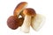 Three ceps, boletus, mushrooms, isolated on white