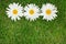 Three chamomile flowers over green grass