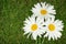 Three chamomile flowers over green grass