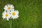 Three chamomile flowers over green grass