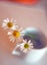 Three chamomiles flowers in porcelain coffee cup with blurred ba