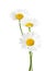 Three Chamomiles Ox-Eye Daisy isolated on white background