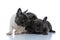 Three charming French bulldog puppies hugging and embracing each other