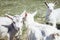 Three cheerful goats. Cubs are goats. One small goat shows the tongue.