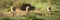 Three cheetah cubs cross grass towards camera