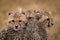 Three cheetah cubs huddle together in rain