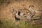 Three cheetah cubs on log in grass