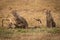 Three cheetah cubs look left by branch