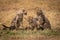 Three cheetah cubs play fighting in grass