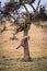 Three cheetah cubs play in thorn tree