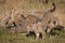 Three cheetah cubs playing around dead log